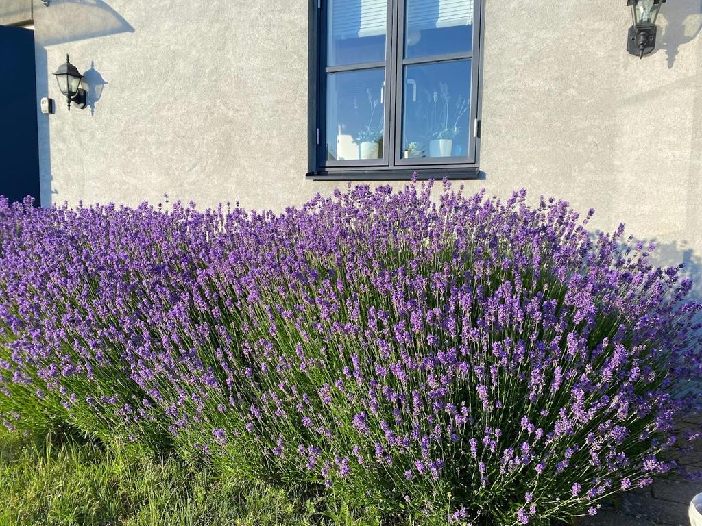 Bild 2 från Svensk Fastighetsförmedling