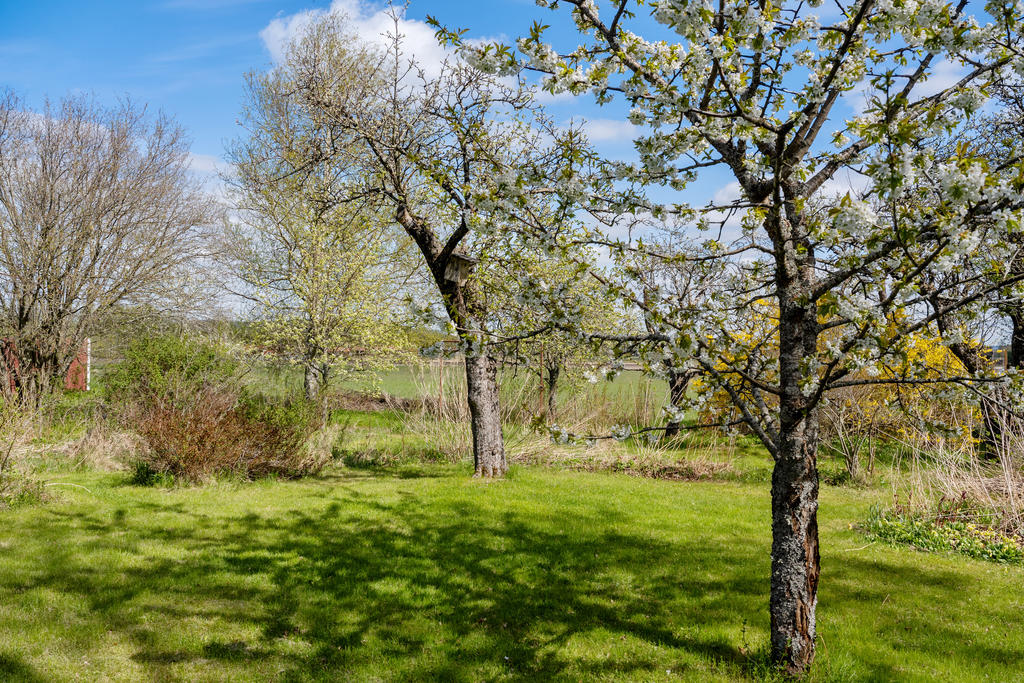 Trädgård