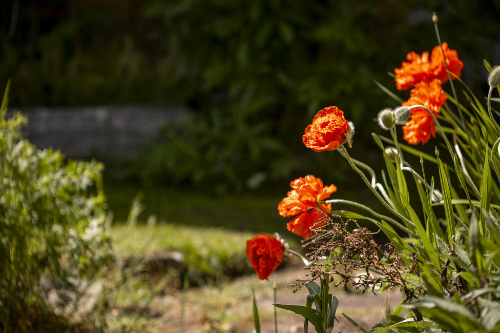 Detaljbild utomhus