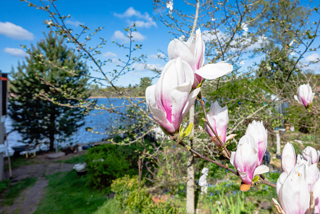 Vårblom