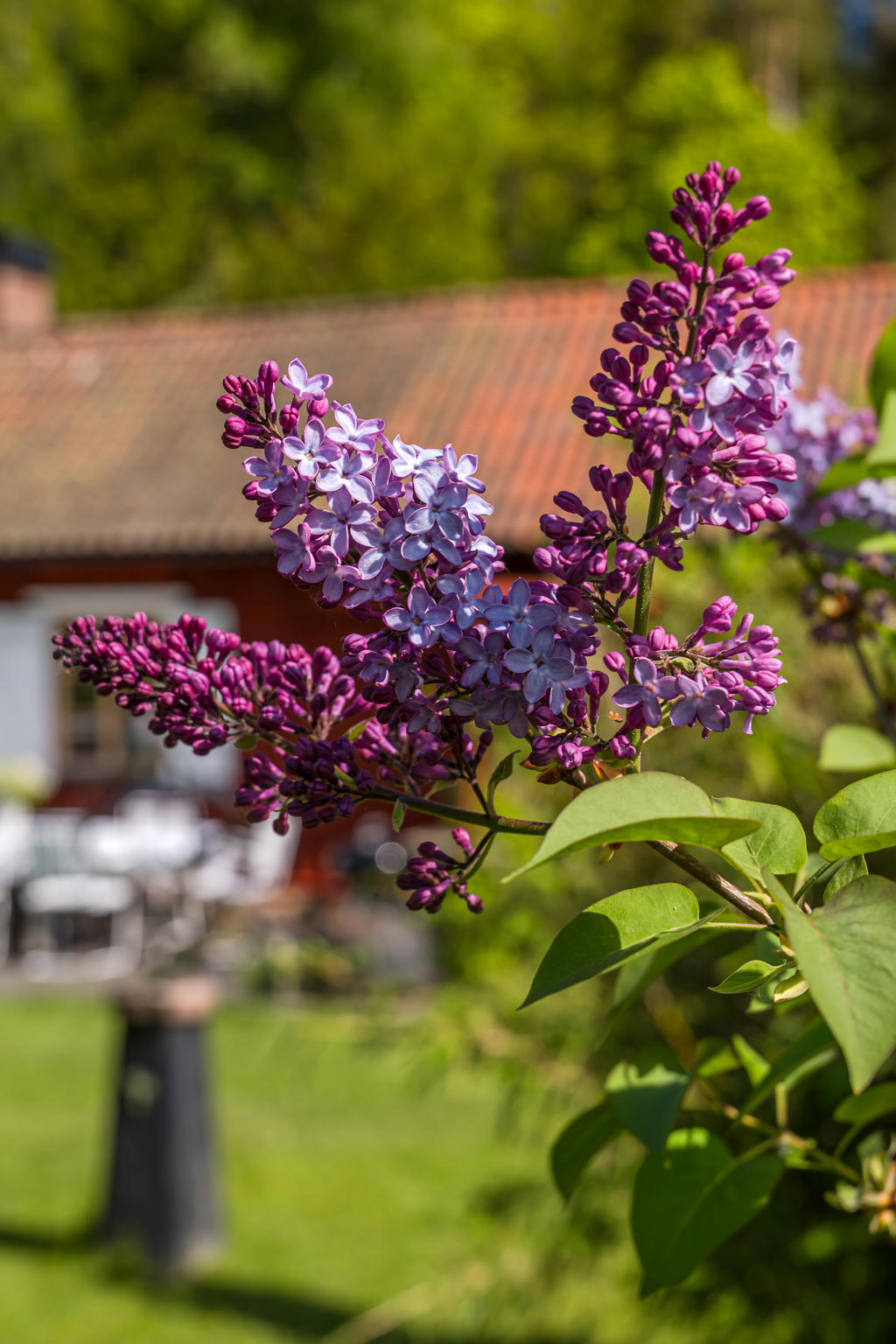 Trädgården
