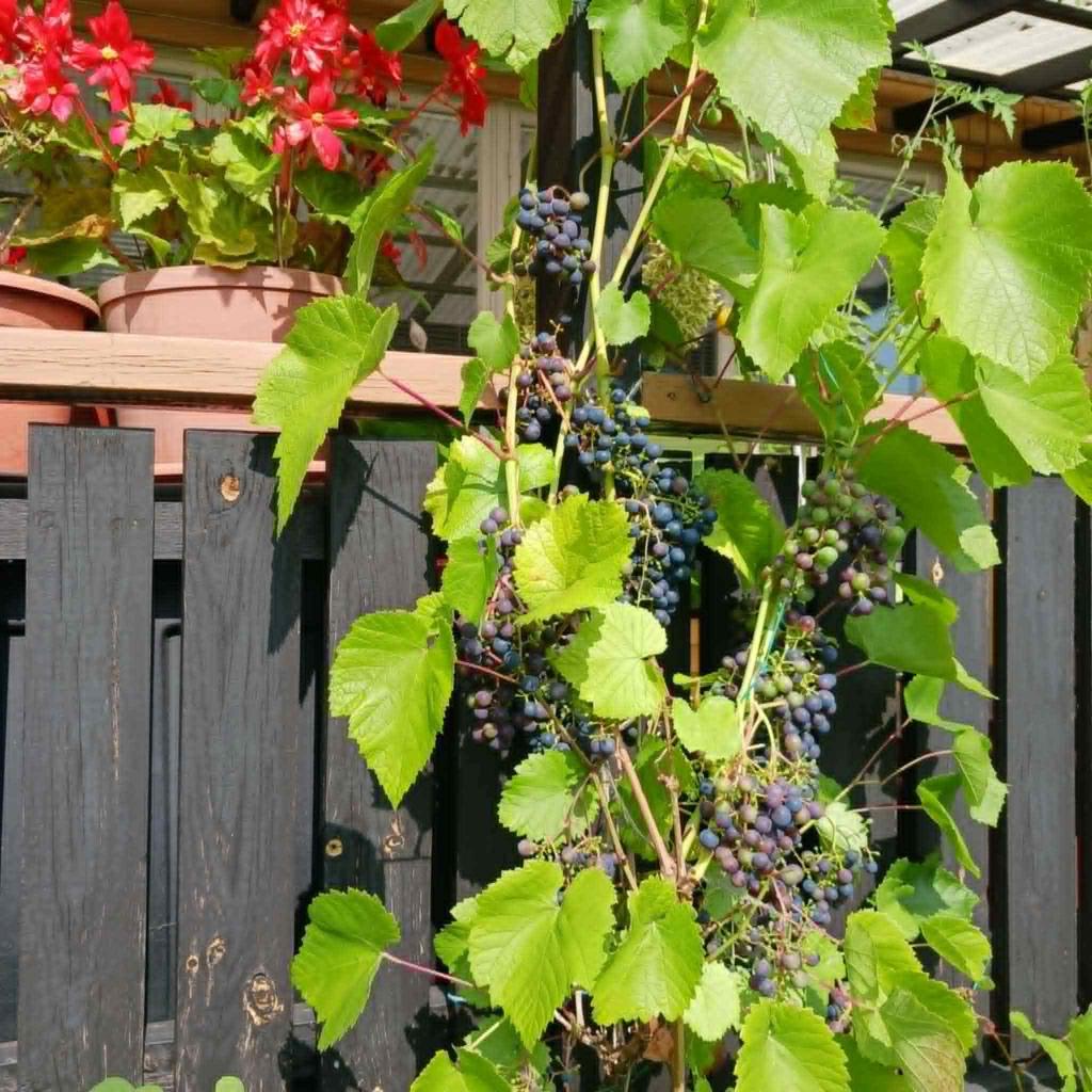 Säljarens egna bilder över trädgården 