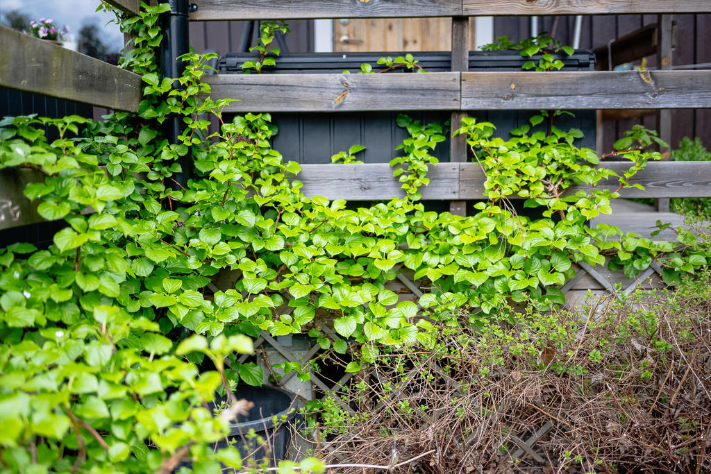 Detaljbild