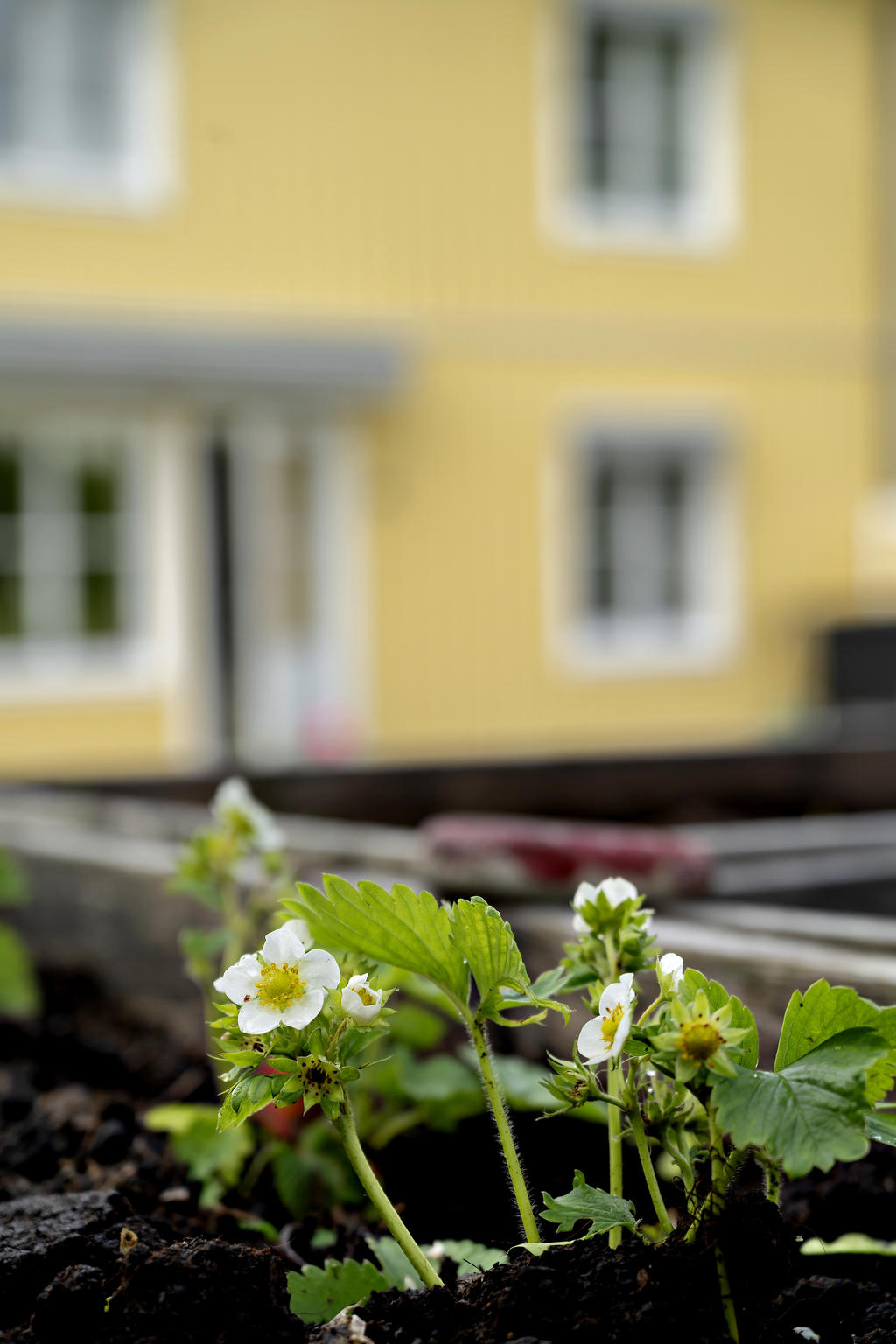 Här odlas det jordgubbar 