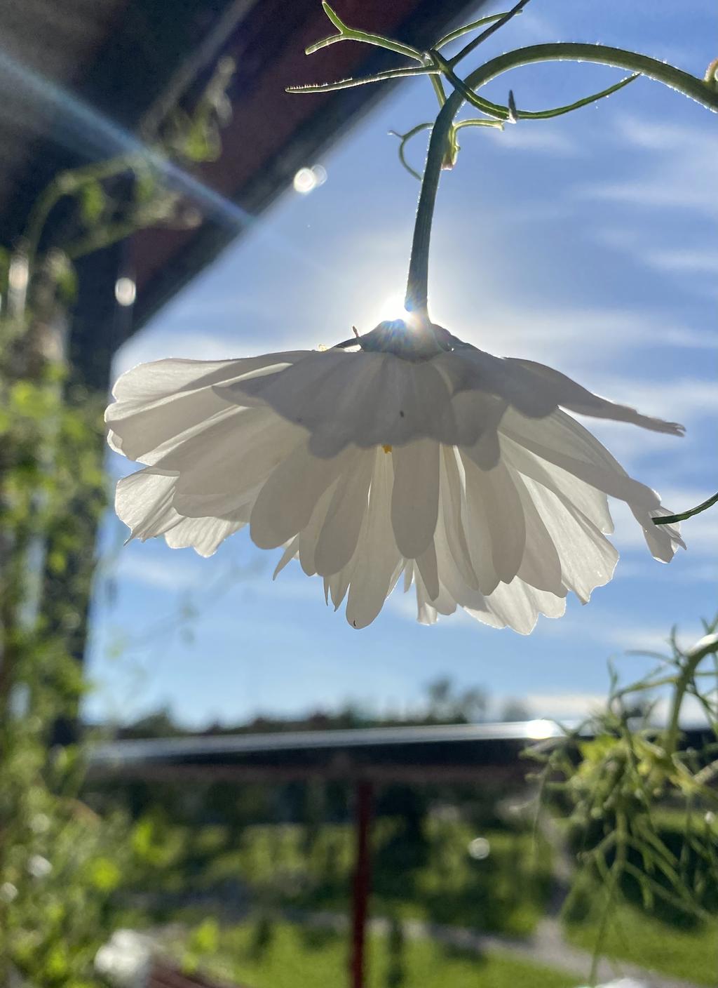 Säljarens egen bild