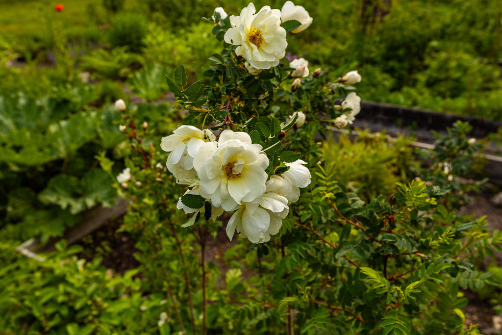 Ljuvliga blomster