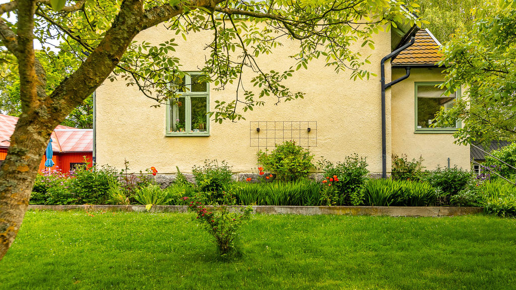 Vackra blomster