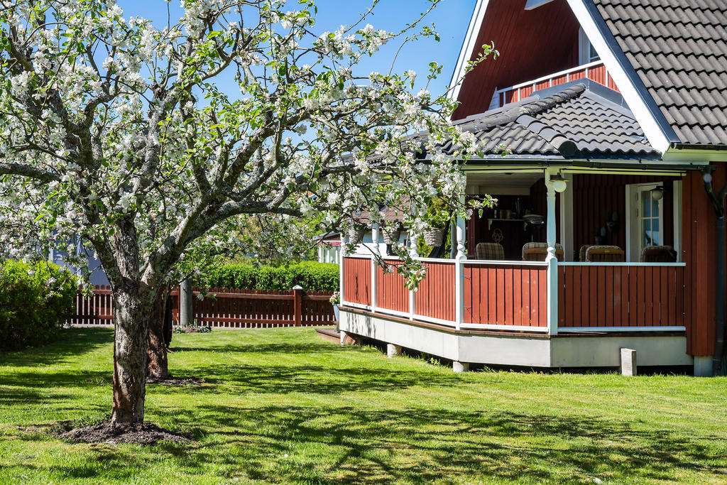 Trädgård