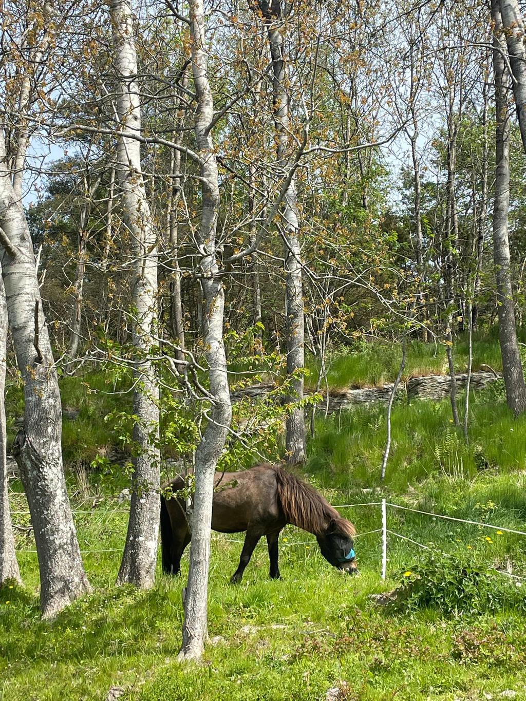 Säljarens bilder