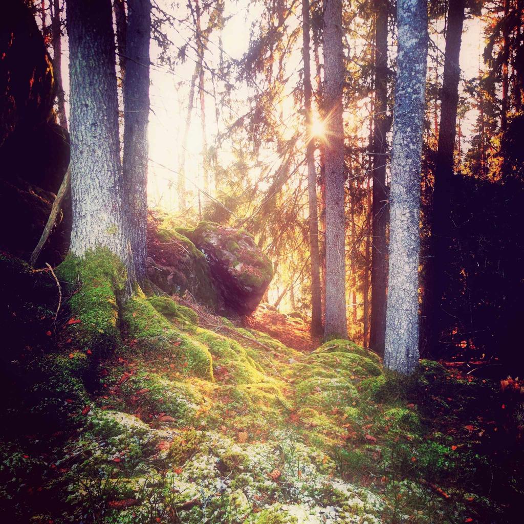 Säljarens bild