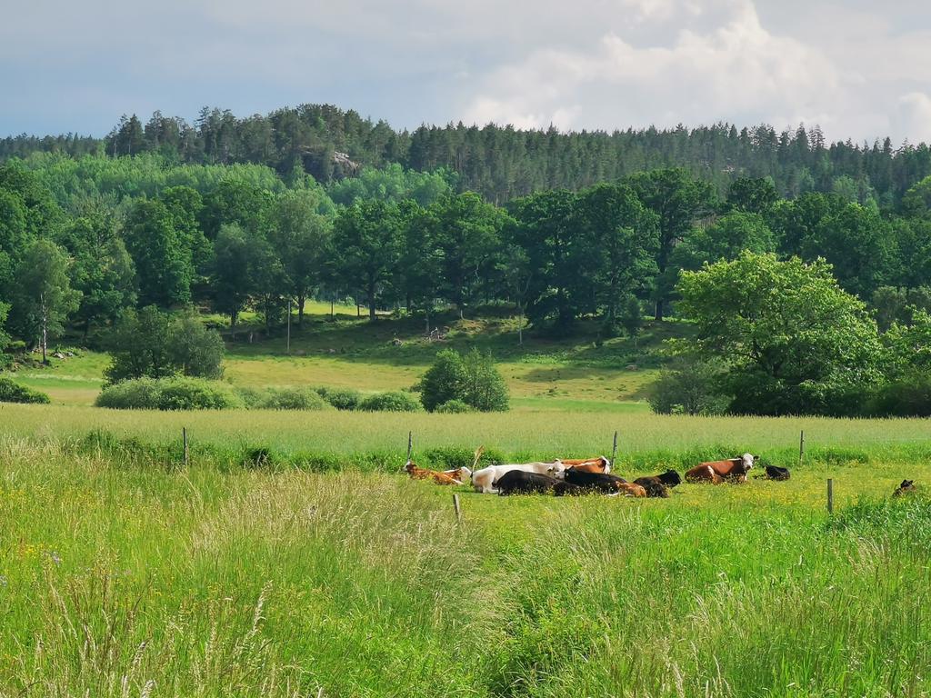 Säljarens bild