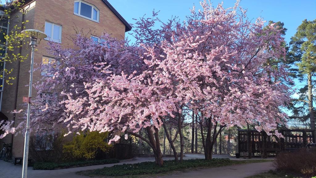 Säljarens egna bilder från april 2025