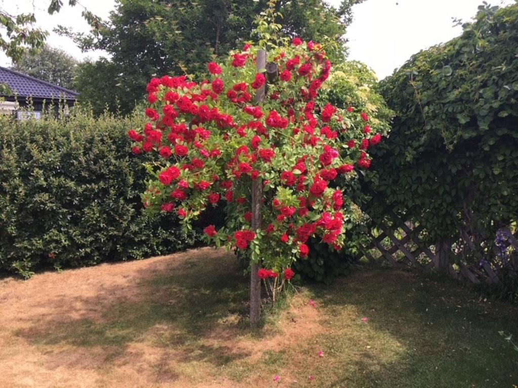 Säljarens sommarbild