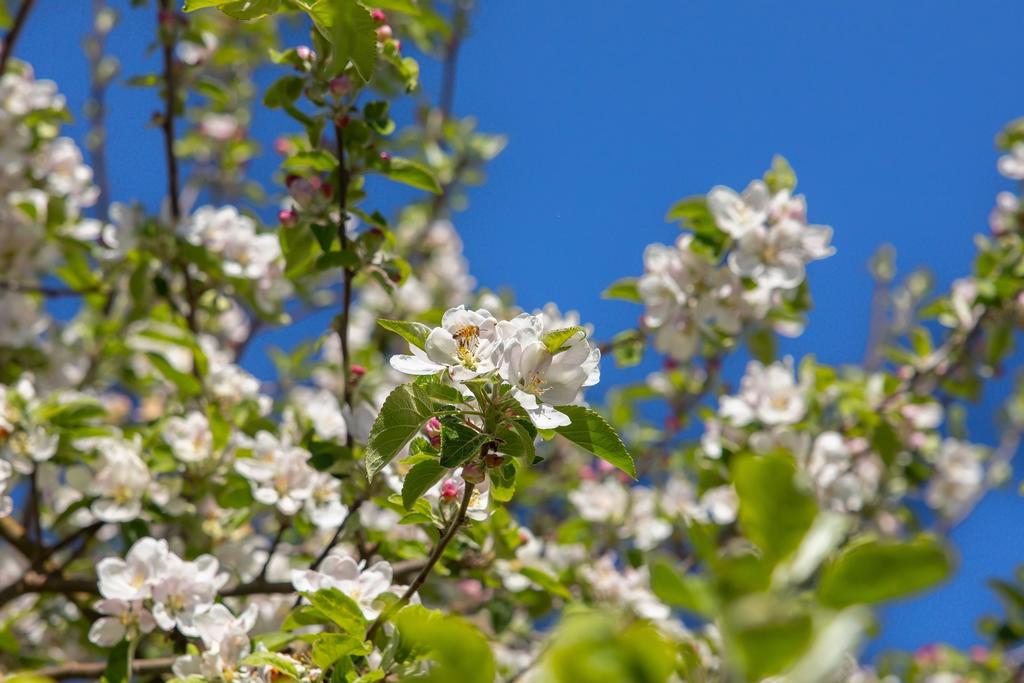 I trädgården finns den svenska äppelträdet "Aroma".
Den utsågs 2005 till landskapsäpple för Skåne. Frukten är stor och färgen är gul till grön med lysande röd täckfärg
