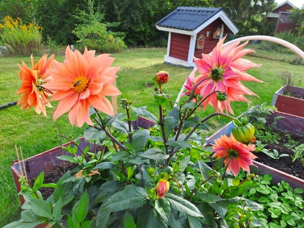 Säljarens sommarbild