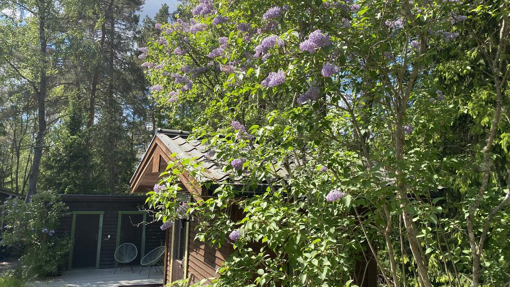 Säljarnas bild på blommande syrén.