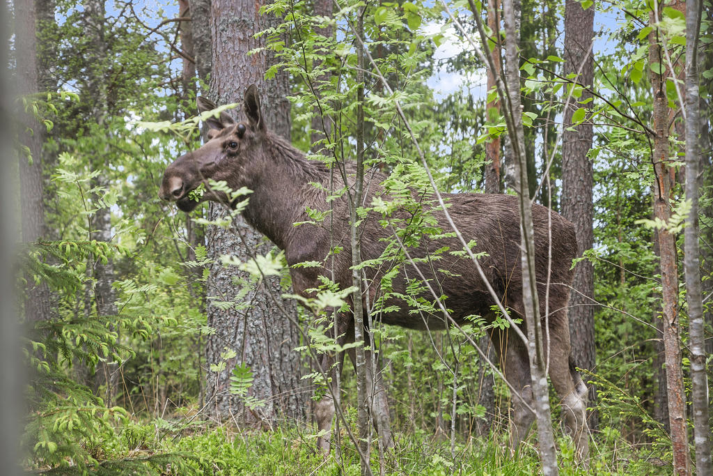 Nära naturen