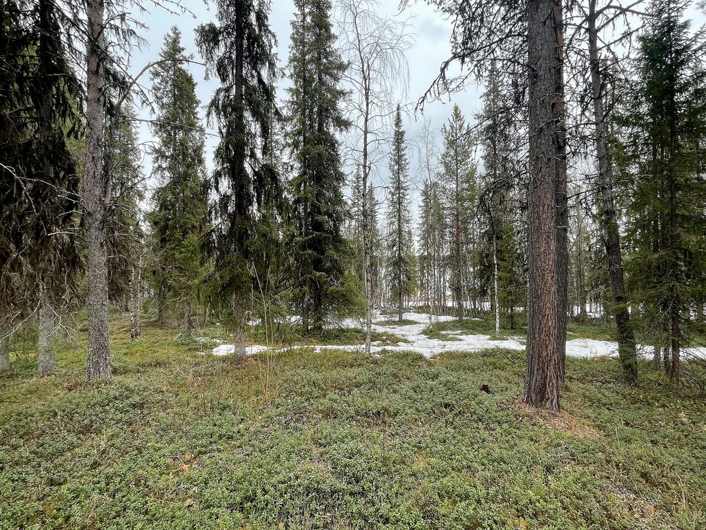 Vy från stugan ner mot älven