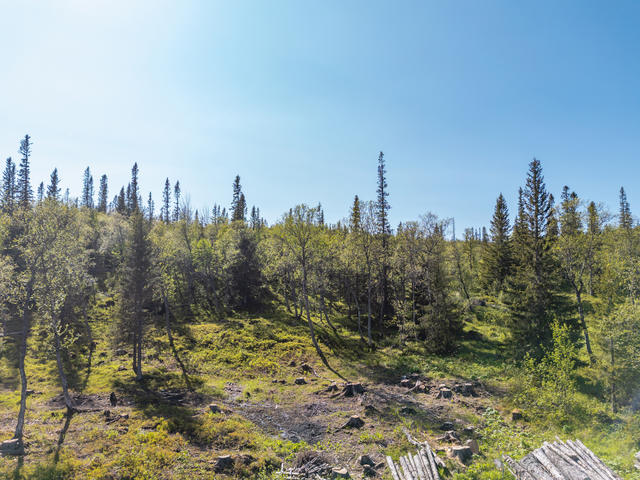 Fjällskog!