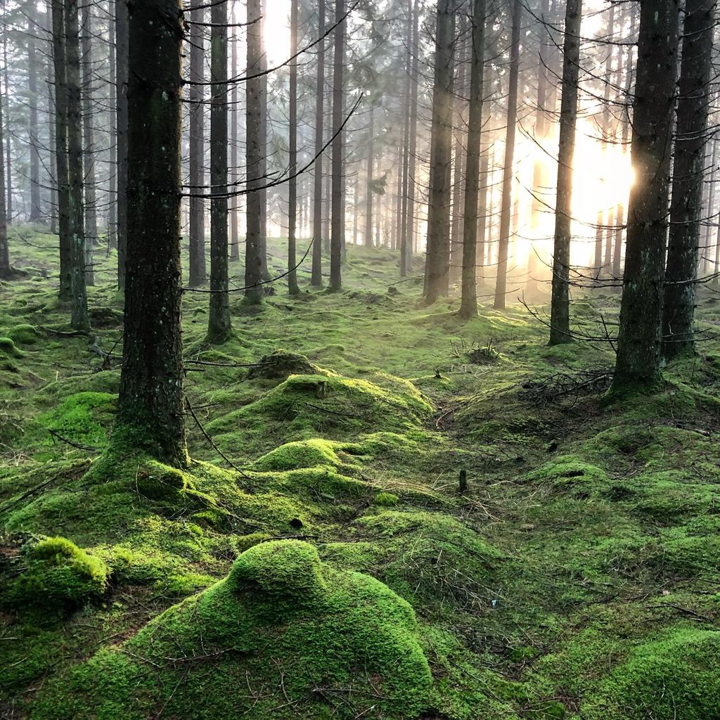 Del av Jonsereds vackra natur