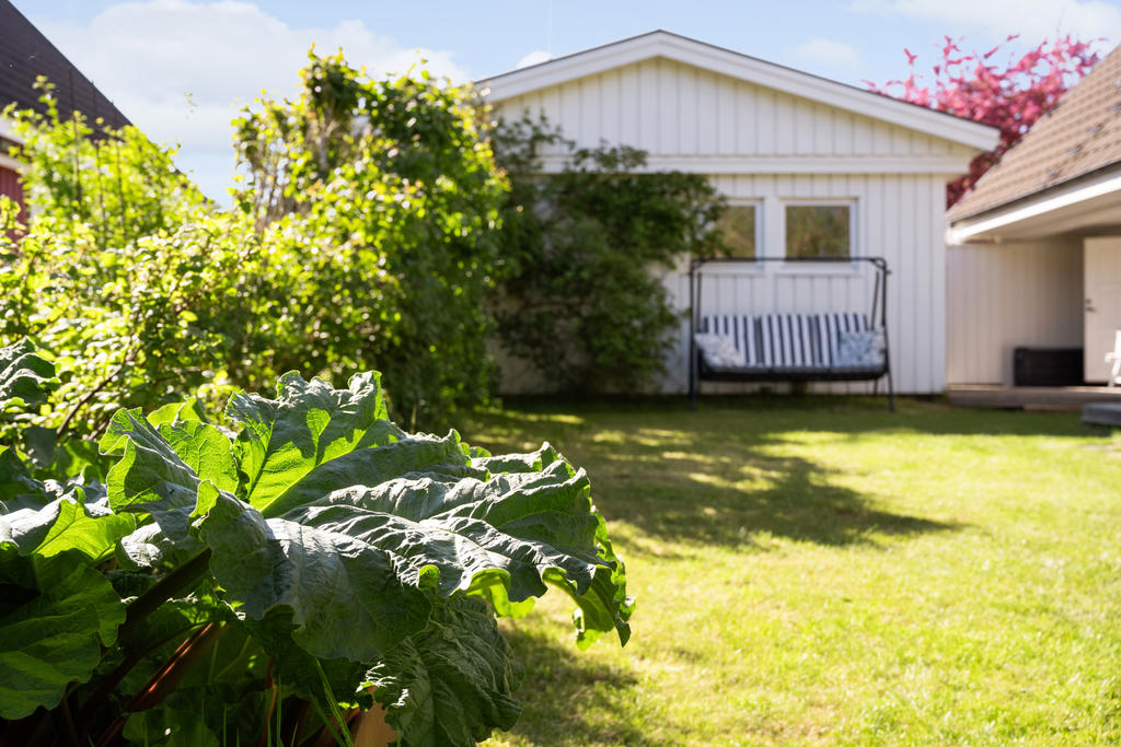 Rabarber i trädgården.