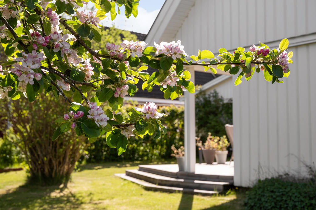 Äppleblom i trädgården.