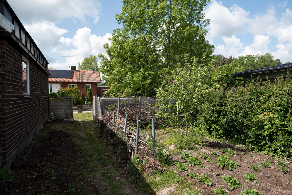 Trädgård. 