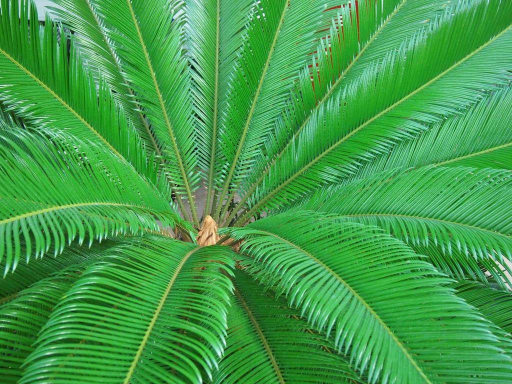 Bovieran