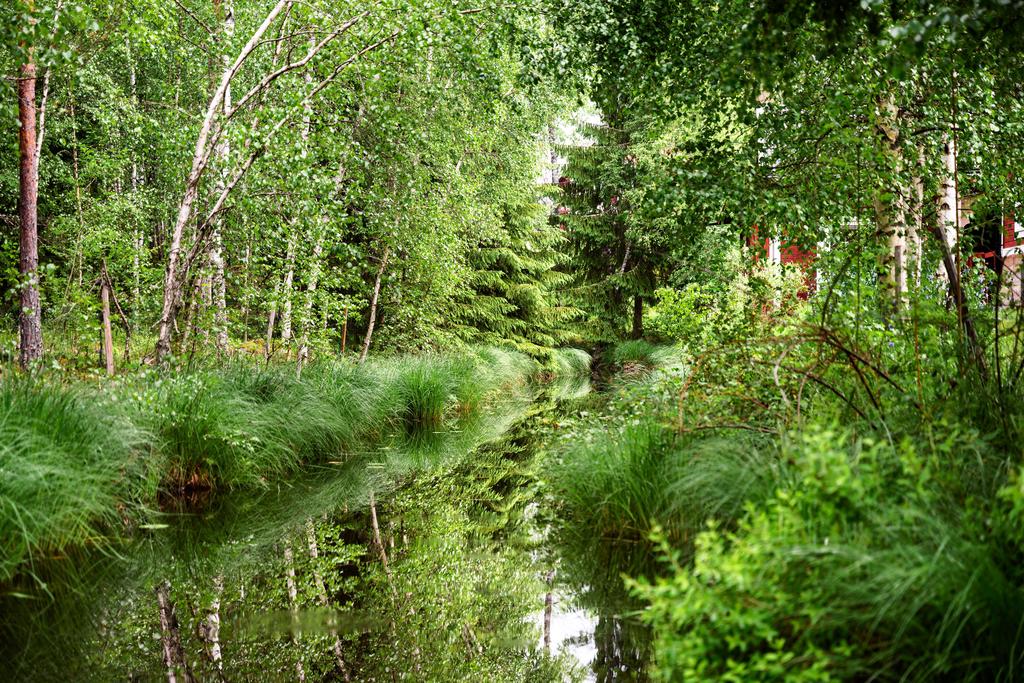 Aspån som slingar sig genom tomten