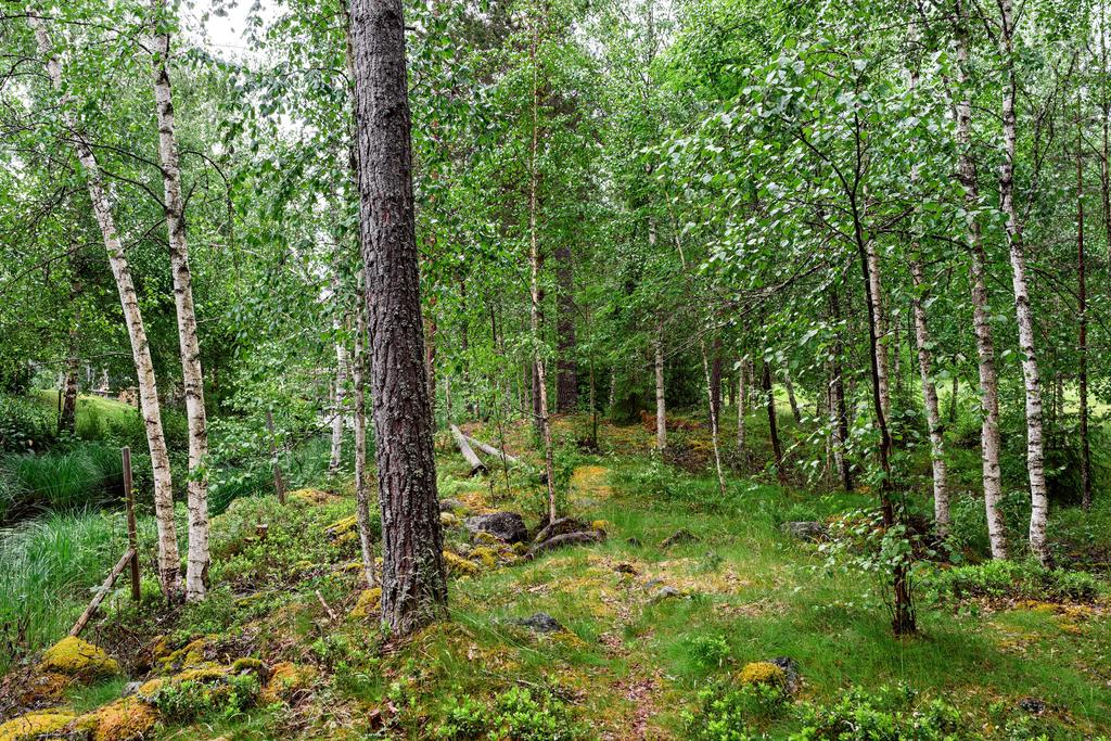 Stor tomt med skogsparti