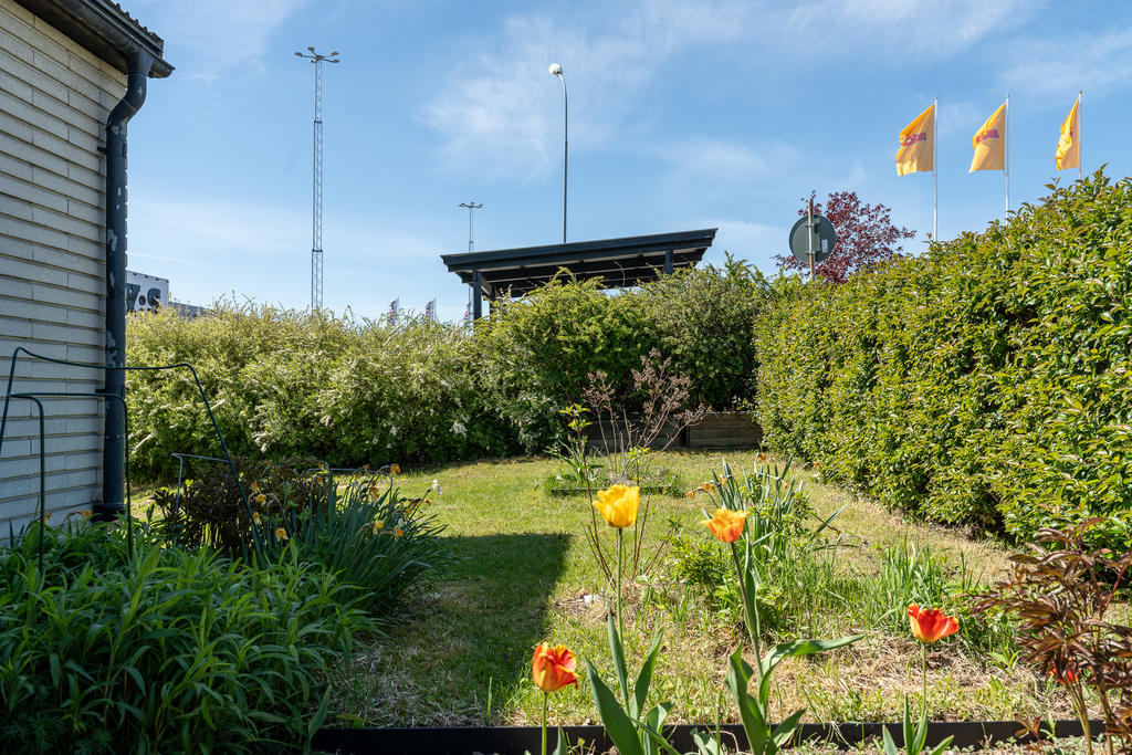 Trädgård