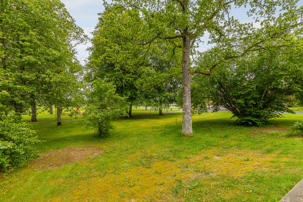 Grönskande trädgård