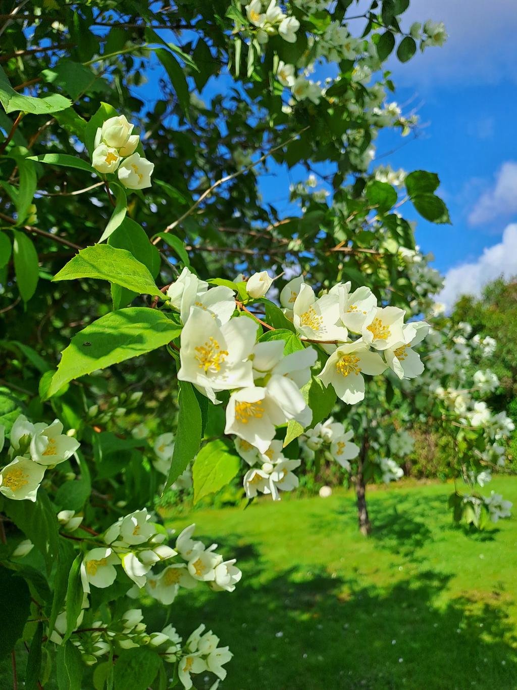 Blommande träd och buskar om våren