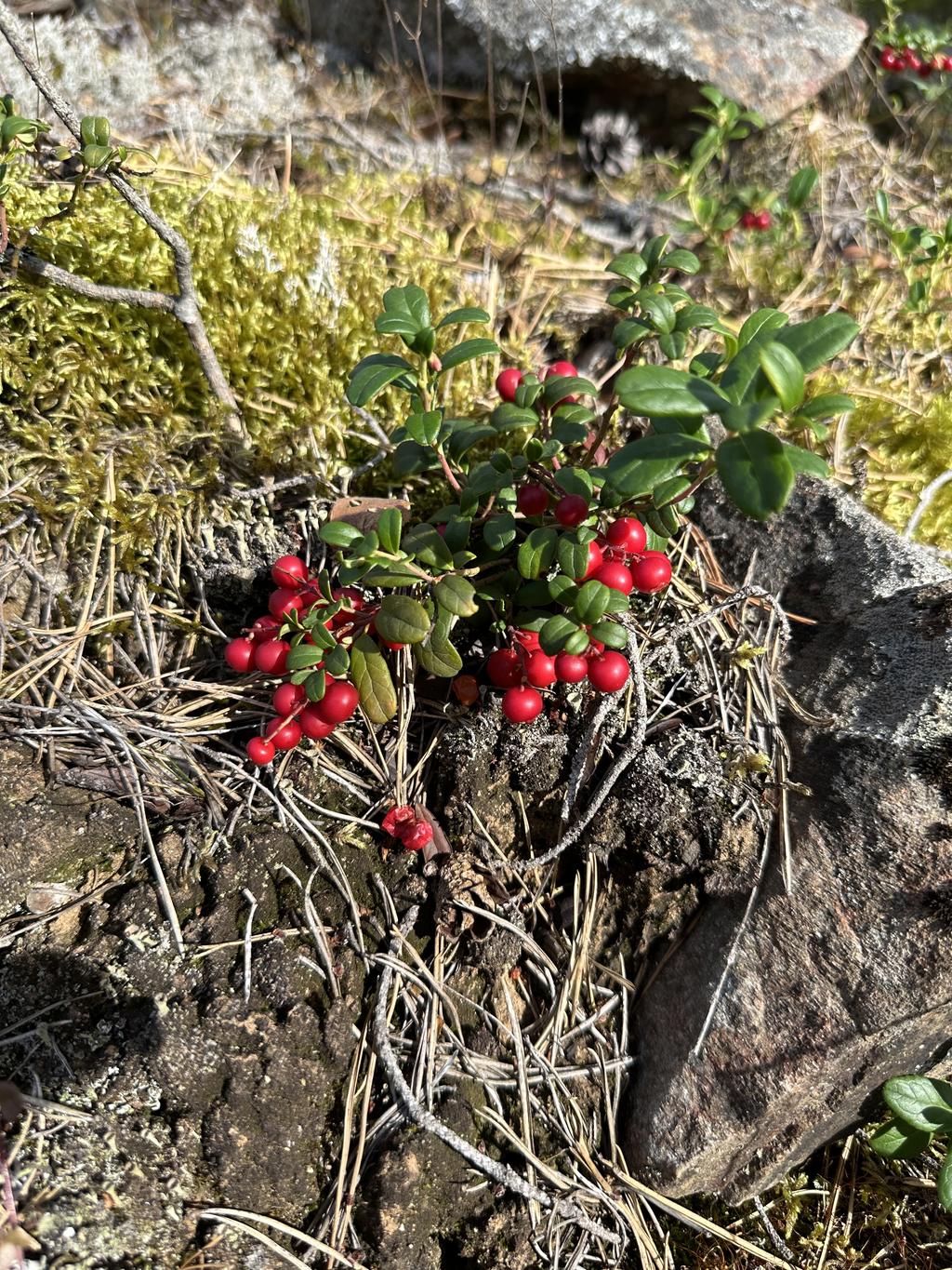 Säljarens privata bild.