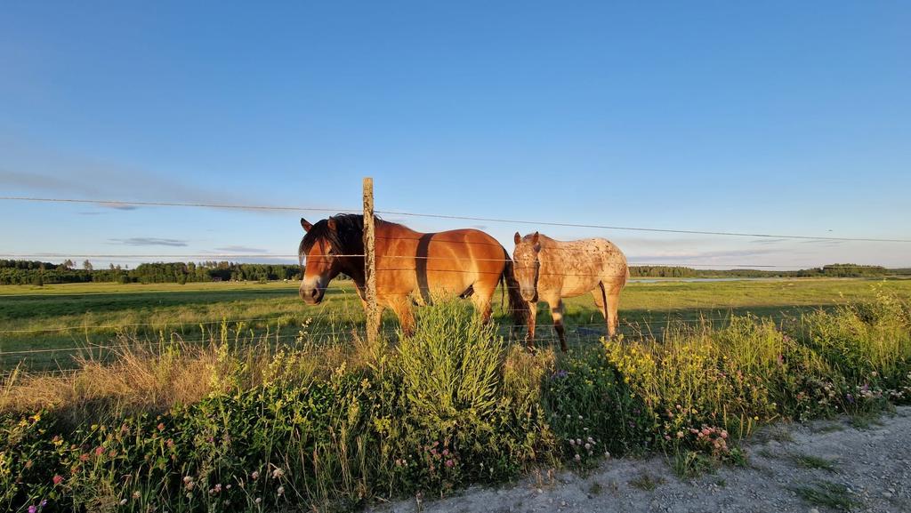 Säljarens privata bild.
