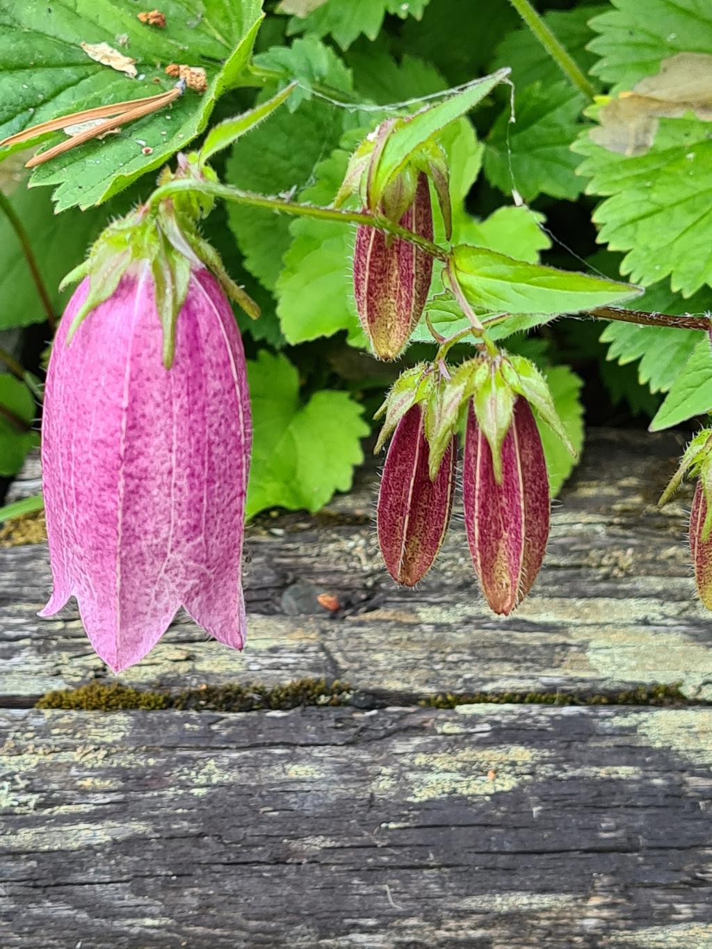 Säljarnas sommarbild