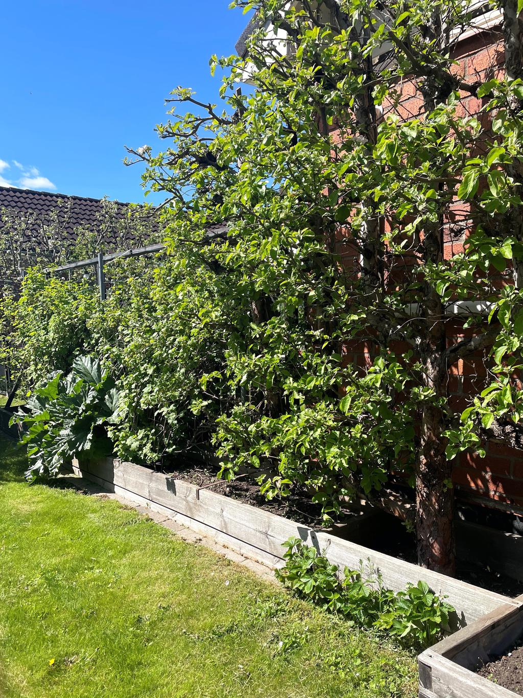 Säljarens bild - Sommarbild på baksidan av huset