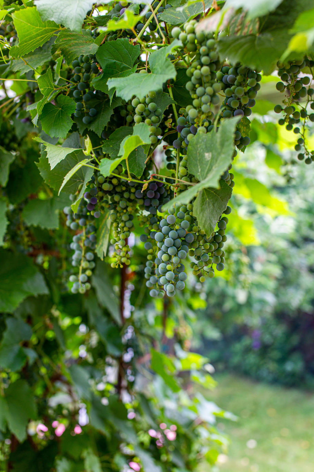 Vinrankor 