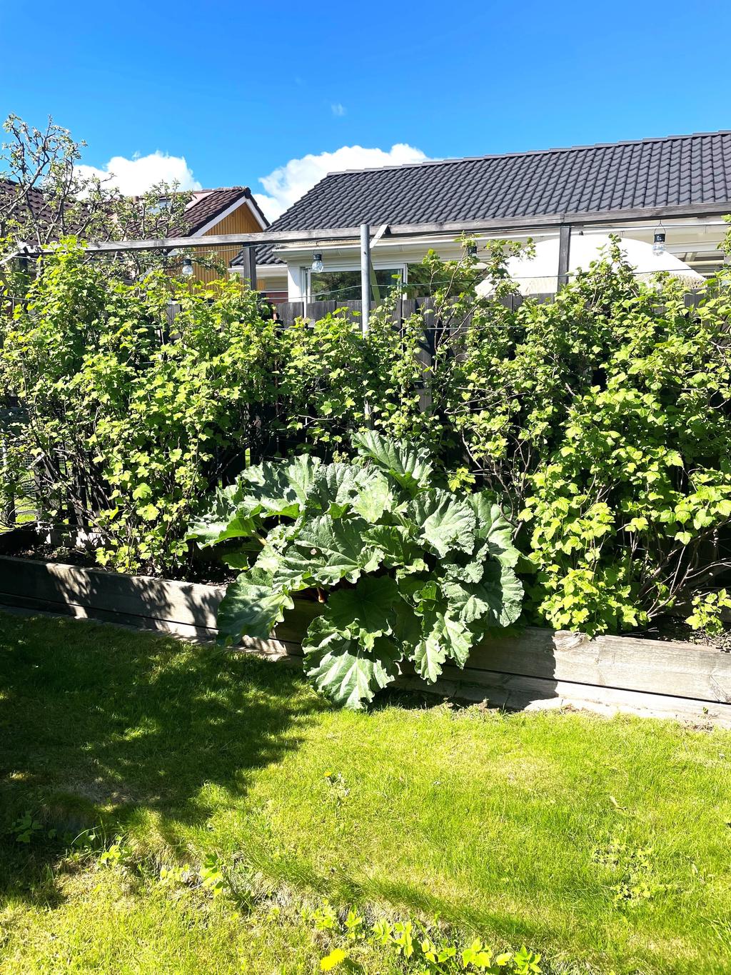 Säljarens bild - Sommarbild på baksidan av huset med bl.a rabarber