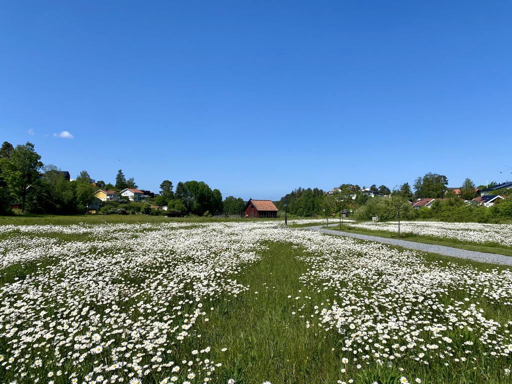 Blomsteräng i Älvnäs