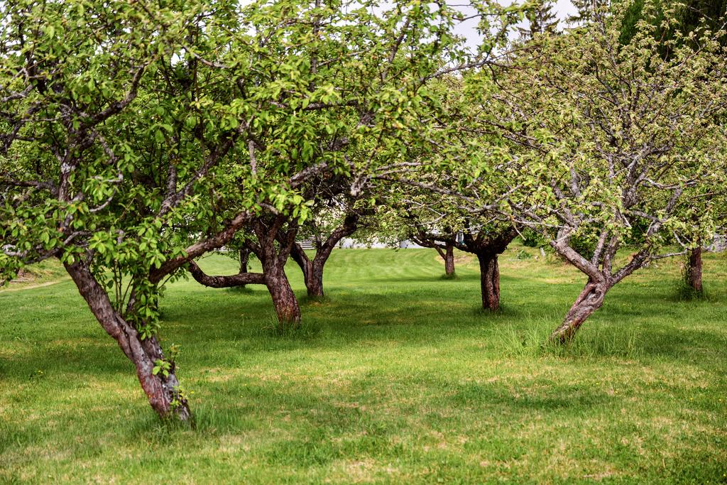 Härlig trädgård med grönskande äppelträd