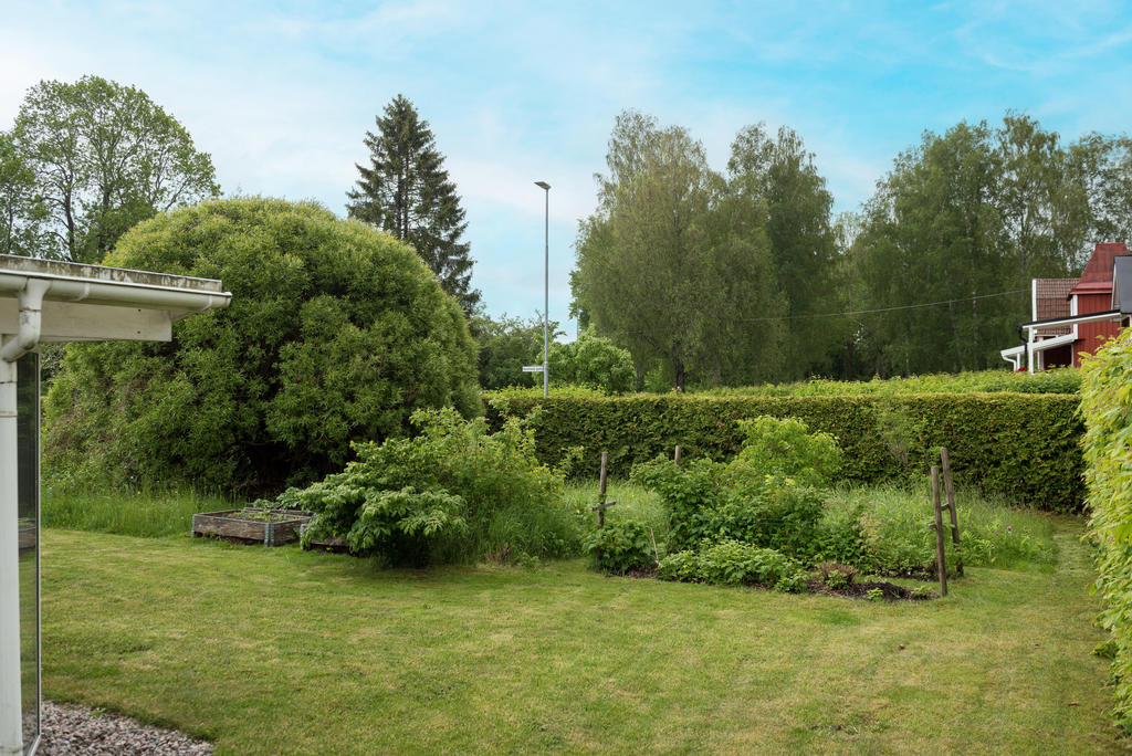 Trädgård.