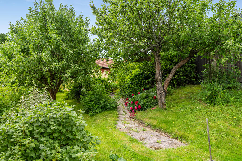 Trädgård