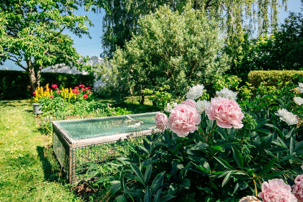 Plantering baksida