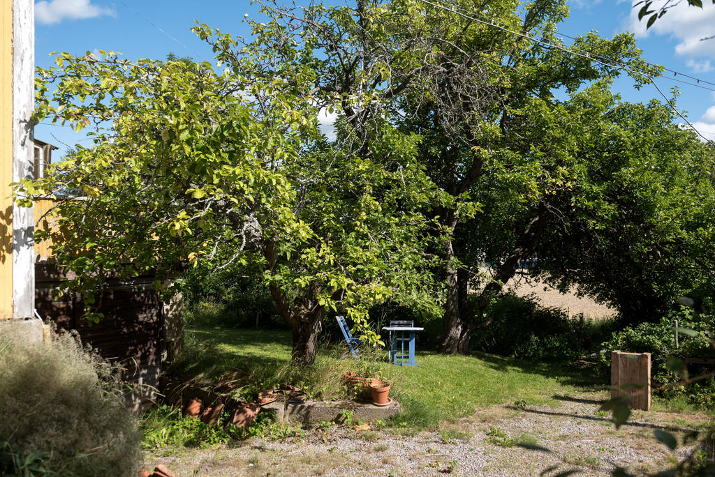 Trädgård.