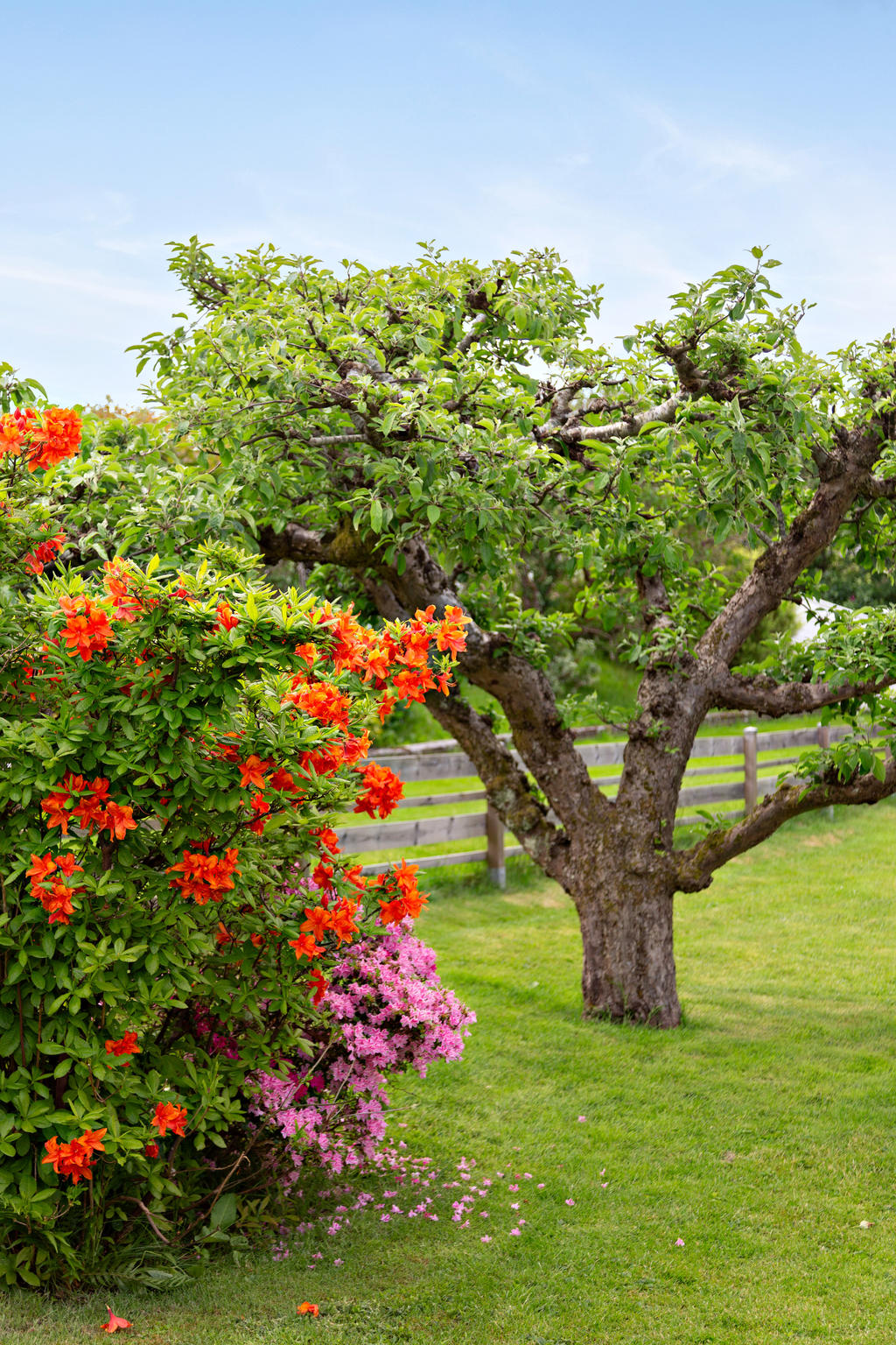 Härliga blomstrande buskar 