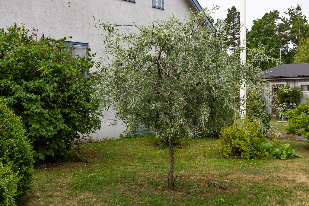 Ägaren drev Klingstedts Handelsträdgård på andra sidan gatan fram till för några år sedan