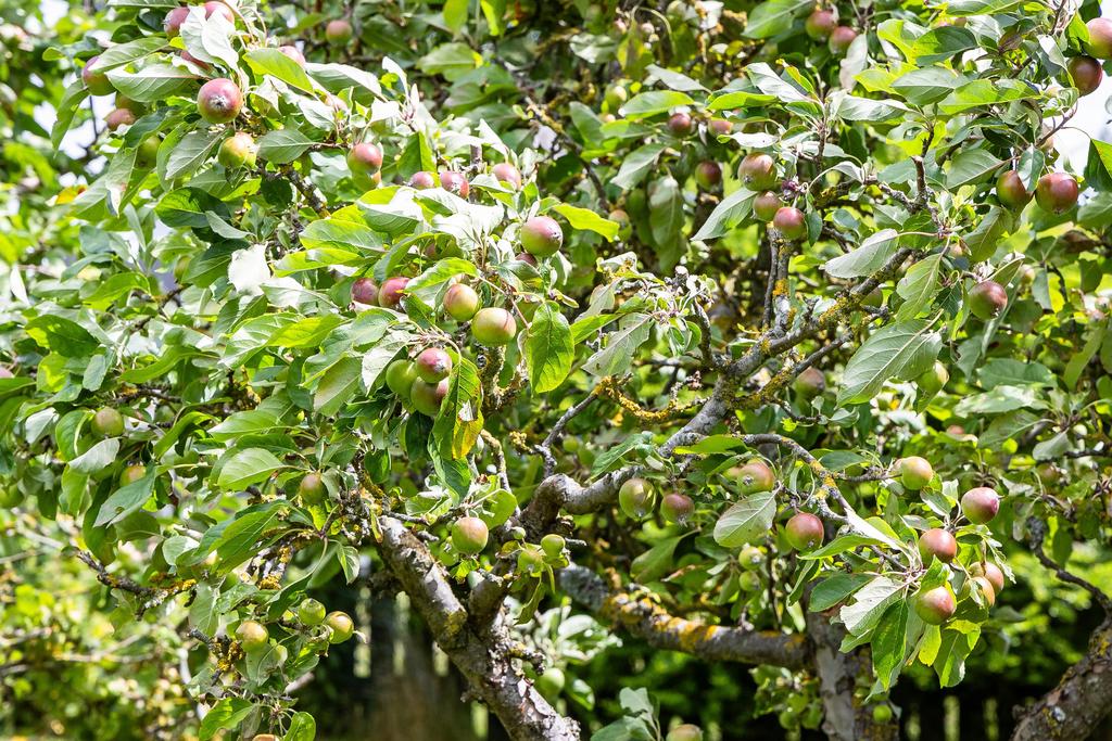 I trädgården finns ett etablerat äppelträd som bär frukt under säsong. 
