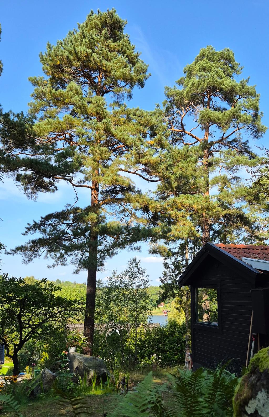 Säljarens bild