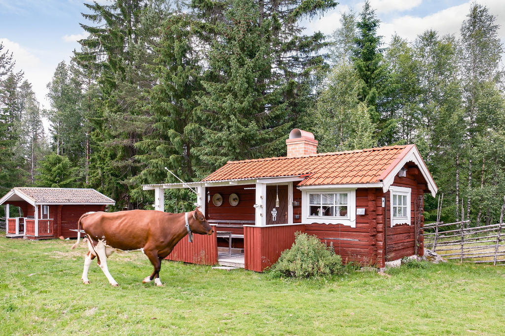 Ett liv nära naturen – där bjällrorna klingar och korna hälsar på gräsmattan.